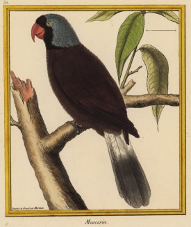 Попугай маскарин (из Table des Planches Enluminées d'Histoire Naturelle de M. D'Aubenton (фр.). Утрехт. 1783 год (лист 35))