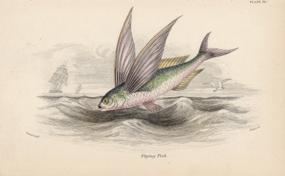 Двукрылая летучая рыба (Flying fish (англ.)) (лист 30 XXXII тома "Библиотеки натуралиста" Вильяма Жардина, изданного в Эдинбурге в 1843 году)
