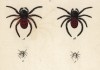 Пауки вида "чёрная вдова" Eresus cinnaberinus (лат.) (лист из Monographie der spinne... Нюрнберг. 1829 год (экземпляр № 26 из 100))