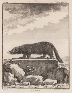 Зверёк, которого Бюффон называет коаз (лист XXVI иллюстраций к шестому тому знаменитой "Естественной истории" графа де Бюффона, изданному в Париже в 1756 году)