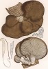 Вёшенка обыкновенная или устричная, Pleurotus ostreatus Jacq. (лат.). Вкусный съедобный гриб. Дж.Бресадола, Funghi mangerecci e velenosi, т.I, л.76. Тренто, 1933