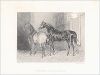 Копия «Кобыла Колючая Роща, победитель множества скачек, и Сэр Геркулес (1826-55) - чистокровная верховая лошадь, выведенная в Ирландии. Лондон, 1838»