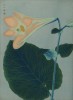 Лилия двурядная, или лилия медеолевидная, или лилия Хэнсона. Lilium medeoloides.(лат.). Французская ксилография 1900-х гг.