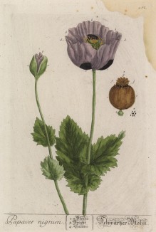 Мак (Papaver (лат.)) — род травянистых растений из семейства маковые (лист 482 "Гербария" Элизабет Блеквелл, изданного в Нюрнберге в 1760 году)