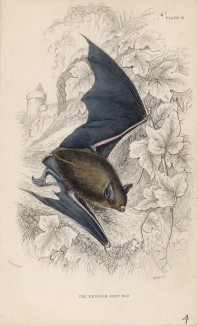 Красновато-серая летучая мышь (Vespertilio Natterei (лат.)) (лист 3 тома VII "Библиотеки натуралиста" Вильяма Жардина, изданного в Эдинбурге в 1838 году)