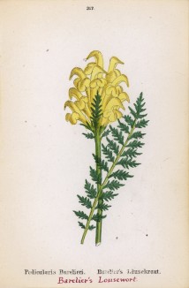 Мытник Барелье (Pedicularis barelieri (лат.)) (лист 317 известной работы Йозефа Карла Вебера "Растения Альп", изданной в Мюнхене в 1872 году)