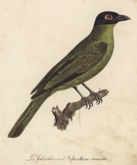 Тиморская фиговая иволга (лист из альбома литографий "Галерея птиц... королевского сада", изданного в Париже в 1825 году)