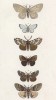 Шесть бабочек родов Liparis и Orgyia (лат.) (лист 60)
