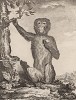 Магот, или бесхвостый макак, он же варварийская обезьяна (самец). Лист VII иллюстраций к четырнадцатому тому знаменитой "Естественной истории" графа де Бюффона. Париж, 1766