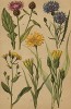 Василёк синий (Centaurea Cyanus), василёк черноголовый (Centaurea nigra), козлобородник луговой (Tragopogon pratensis), сладкий корень (Scorzonera hispanica), горлица ястребинковая, или горлюха (Picris hieracioides)