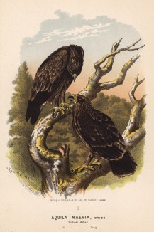 Малые подорлики в 1/4 натуральной величины (лист XXXVIII красивой работы Оскара фон Ризенталя "Хищные птицы Германии...", изданной в Касселе в 1894 году)