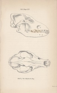 Череп и челюсти овчарки (Skull of the shepherd's dog (англ.)) (лист 31 тома V "Библиотеки натуралиста" Вильяма Жардина, изданного в Эдинбурге в 1840 году)