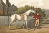 Гунтер - верховая лошадь, особенно подходящая для псовой охоты. The National Sports of Great Britain by Henry Alken. Лондон, 1903