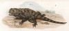 Агама (Trapelus hispidus (лат.)) (из Naturgeschichte der Amphibien in ihren Sämmtlichen hauptformen. Вена. 1864 год)