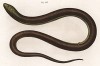 Змееящерица Bipes pallasii (лат.) (из Naturgeschichte der Amphibien in ihren Sämmtlichen hauptformen. Вена. 1864 год)