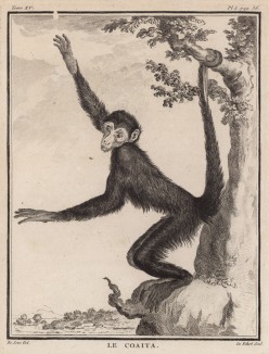 Обезьяна-паук, или коата, почти не сходит с деревьев (лист I иллюстраций к пятнадцатому тому знаменитой "Естественной истории" графа де Бюффона, изданному в Париже в 1767 году)