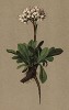 Валериана альпийская (Valeriana saliunca (лат.)) (из Atlas der Alpenflora. Дрезден. 1897 год. Том V. Лист 411)