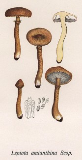 Лепиота амиантовая, Lepiota amianthina Scop. (лат.). Этот гриб считается съедобным, но невкусным (лат.). Дж.Бресадола, Funghi mangerecci e velenosi, т.I, л.19. Тренто, 1933