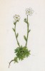 Камнеломка плосколистная (Saxifraga planifolia (лат.)) (лист 181 известной работы Йозефа Карла Вебера "Растения Альп", изданной в Мюнхене в 1872 году)