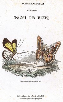 Дуэль грушевой павлиноглазки, крупнейшей ночной бабочки Европы. Les Papillons, métamorphoses terrestres des peuples de l'air par Amédée Varin. Париж, 1852