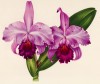 Орхидея CATTLEYA TRIANAE MEMORIA LINDENI (лат.) (лист DCCLXX Lindenia Iconographie des Orchidées - обширнейшей в истории иконографии орхидей. Брюссель, 1901)