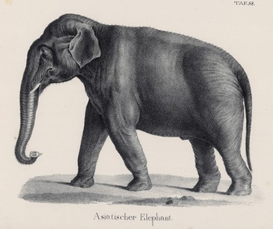 Портрет азиатского слона (лист 58 первого тома работы профессора Шинца Naturgeschichte und Abbildungen der Menschen und Säugethiere..., вышедшей в Цюрихе в 1840 году)