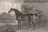 Конь по кличке Гражданин. Английская гравюра, изданная в 1803 г.