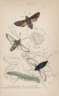 Языкан обыкновенный и другие бражники (1. Hummingbird Hawk-moth 2. Caterpillar of Do. 3. Broad bordered Hawk-moth 4. Narrow bordered Bee Hawk-moth (англ.)) (лист 12 тома XL "Библиотеки натуралиста" Вильяма Жардина, изданного в Эдинбурге в 1843 году)