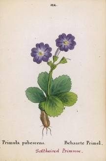 Первоцвет опушённый (Primula pubescens (лат.)) (лист 346 известной работы Йозефа Карла Вебера "Растения Альп", изданной в Мюнхене в 1872 году)
