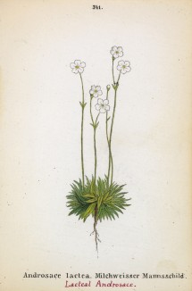 Проломник млечный (белый) (Androsace lactea (лат.)) (лист 341 известной работы Йозефа Карла Вебера "Растения Альп", изданной в Мюнхене в 1872 году)
