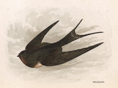 Ласточка (англ. Swallow). Лист из издания Анны Пратт Our Native Songsters. Лондон, 1852