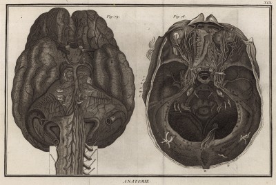 Анатомия. Внутреннее строение мозга и мозжечка по Галлеру. (Ивердонская энциклопедия. Том I. Швейцария, 1775 год)