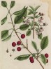 Вишня красная (Cerasus rubra (лат.)) (лист 449 "Гербария" Элизабет Блеквелл, изданного в Нюрнберге в 1760 году)