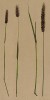 Тимофеевка альпийская -- одно из лучших пастбищных растений, прекрасно поедается овцами и лошадьми. (из Atlas der Alpenflora. Дрезден. 1897 год. Том I. Лист 18)