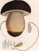 Боровик бронзовый, он же белый гриб тёмно-бронзовый, медный и грабовый, Boletus aereus Bull. (лат.). Дж.Бресадола, Funghi mangerecci e velenosi, т.II, л.170. Тренто, 1933