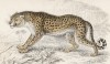 Гепард (Felis Jubata (лат.)) (лист 15 тома III "Библиотеки натуралиста" Вильяма Жардина, изданного в Эдинбурге в 1834 году)