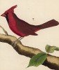 Красный виргинский кардинал (из Table des Planches Enluminées d'Histoire Naturelle de M. D'Aubenton (фр.). Утрехт. 1783 год (лист 37))