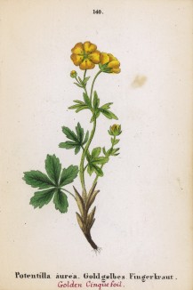 Лапчатка золотистая (Potentilla aurea (лат.)) (лист 140 известной работы Йозефа Карла Вебера "Растения Альп", изданной в Мюнхене в 1872 году)