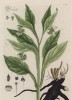 Окопник, он же костолом, виз-трава, сальный корень, живокост... (Symphistum officinalis (лат.)) (лист 252 "Гербария" Элизабет Блеквелл, изданного в Нюрнберге в 1757 году)