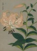 Лилия японская. Lilium lancifolium (лат.). Французская ксилография 1900-х гг.