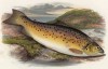 Форель гиллару, обычно питающаяся улитками (иллюстрация к "Пресноводным рыбам Британии" -- одной из красивейших работ 70-х гг. XIX века, выполненных в технике хромолитографии)