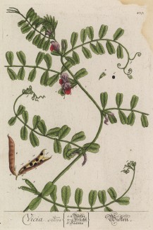 Горошек, или вика Vicia (лат.)) — род растений семейства бобовые (лист 429 "Гербария" Элизабет Блеквелл, изданного в Нюрнберге в 1760 году)
