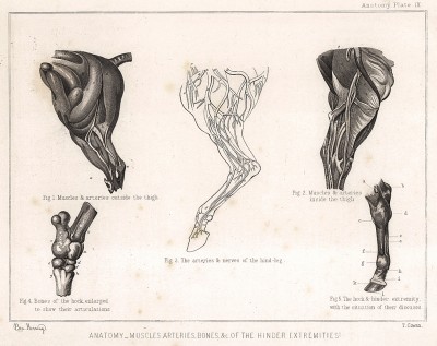 Анатомия лошади. Мускулы, артерии и кости задней конечности. The Book of Field Sports and Library of Veterinary Knowledge. Лондон, 1864