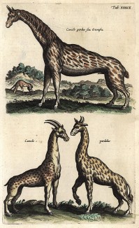 Жирафы. Historia naturalis. Амстердам, 1657