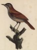 Рыжий печник из семейства тиранновых (лист из альбома литографий "Галерея птиц... королевского сада", изданного в Париже в 1825 году)