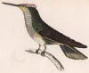 Единственная в мире птица, способная летать назад. Колибри Trochillus Sephanoides (лат.) (лист 12 тома XVII "Библиотеки натуралиста" Вильяма Жардина, изданного в Эдинбурге в 1833 году)