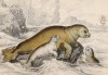 Тюлень Phoca leoporina (лат.), именуемый русскими морской заяц (лист 9 тома VI "Библиотеки натуралиста" Вильяма Жардина, изданного в Эдинбурге в 1843 году)