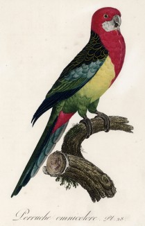Разноцветный попугайчик (лист 28 иллюстраций к первому тому Histoire naturelle des perroquets Франсуа Левальяна. Изображения попугаев из этой работы считаются одними из красивейших в истории. Париж. 1801 год)