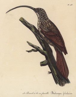 Пищуха серпоклювая (лист из альбома литографий "Галерея птиц... королевского сада", изданного в Париже в 1825 году)