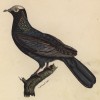 Белоголовый голубь (лист из альбома литографий "Галерея птиц... королевского сада", изданного в Париже в 1825 году)